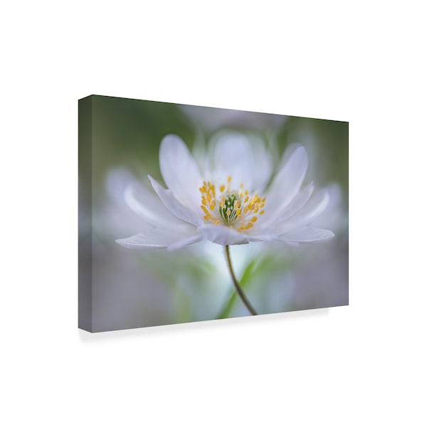 Mandy Disher 'Nemorosa Nirvana' Canvas Art,22x32